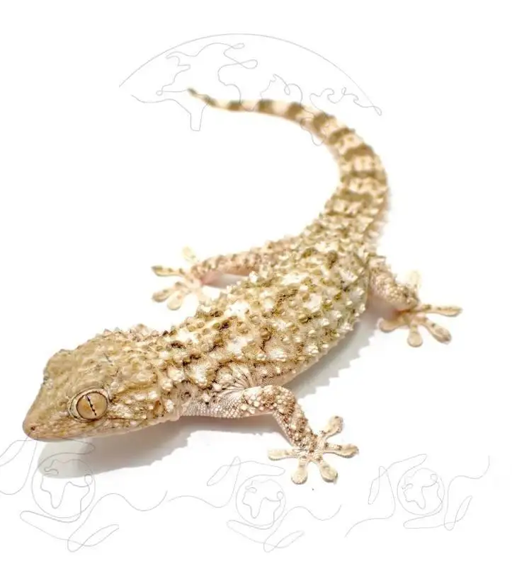 Exotic Wildlife Export Reptile Export from Egypt Mammal Trade Africa Insect Export Worldwide African Animal Exports Ethical Captive Breeding Rare Species Shipping International Animal Trade Sustainable Wildlife Export Global Animal Distribution Egypt's Wildlife Experts International Zoo Supplies Ethical Wildlife Exporters Exotic Animal Trading Africa's Wildlife Export Hub Animal Export Documentation Competitive Airfreight Rates Trusted Global Partners Family-Owned Exports Wildlife Conservation Partners Exotic Wildlife Export<br />
Reptile Export from Egypt<br />
Mammal Trade Africa<br />
Insect Export Worldwide<br />
African Animal Exports<br />
Ethical Captive Breeding<br />
Rare Species Shipping<br />
International Animal Trade<br />
Sustainable Wildlife Export<br />
Global Animal Distribution<br />
Egypt's Wildlife Experts<br />
International Zoo Supplies<br />
Ethical Wildlife Exporters<br />
Exotic Animal Trading<br />
Africa's Wildlife Export Hub<br />
Animal Export Documentation<br />
Competitive Airfreight Rates<br />
Trusted Global Partners<br />
Family-Owned Exports<br />
Wildlife Conservation Partners