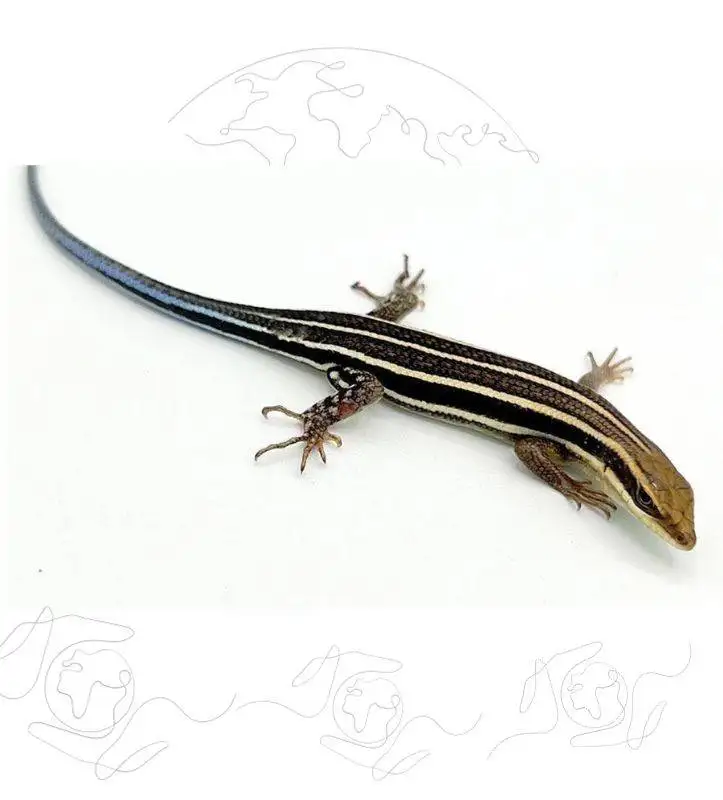 </p>
<p>84. Exotic Animal Sales Events<br />
85. Exotic Animal Trade Shows<br />
86. Wildlife Expo Participation<br />
87. International Animal Trade Fairs<br />
88. Regional Wildlife Trade Exhibits<br />
89. Virtual Exotic Animal Marketplaces<br />
90. Collaborative Fauna Trade Initiatives<br />