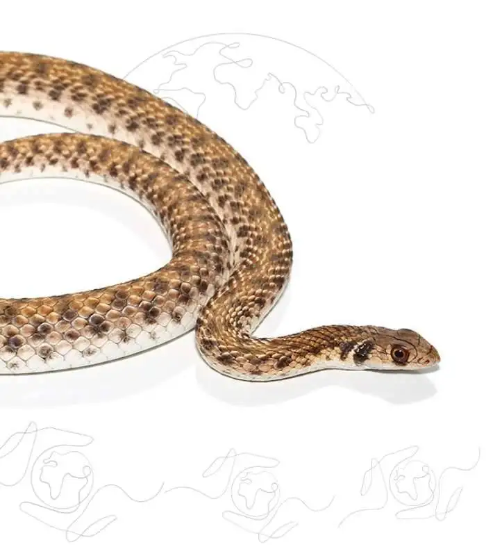 Exotic Pet Import/Export