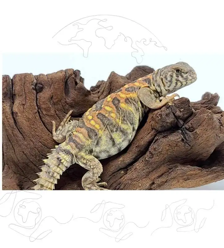 Global Animal Sourcing Specialist