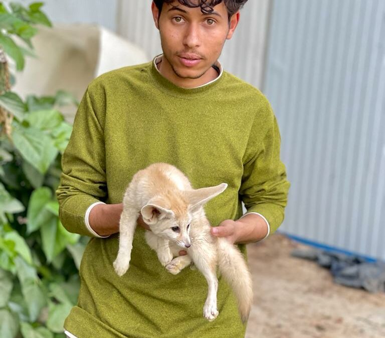 شحن ثعالب الفنك الصغيرة بأمان | رعاية أخلاقية وأوراق قانونية معتمدة‏Safe Shipping of Young Fennec Foxes | Ethical Care & Legal Documentation