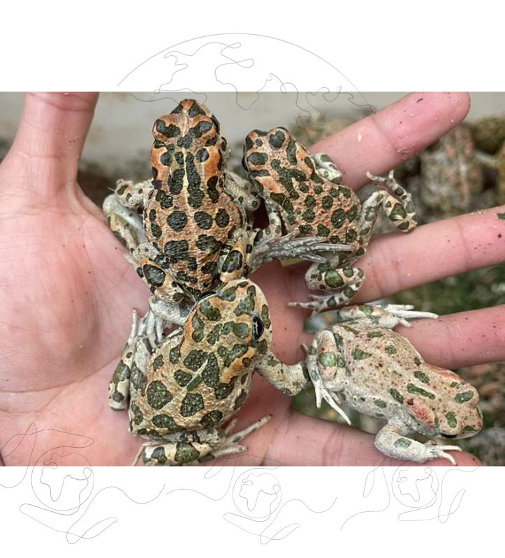 🐸 Export Rare Frogs - Pelophylax Ridibundus and Bufo Viridis Available Now! 🌏<br />
Dive into the world of unique amphibians! We offer two distinct frog species for international export:<br />
 1. 🌿 Pelophylax Ridibundus<br />
 2. 🌿 Bufo Viridis<br />
✨ Features:<br />
 • Healthy and vibrant frogs<br />
 • Legitimate international export with proper documentation<br />
 • Two rare and captivating species<br />
🌐 International Shipping:<br />
Secure and reliable shipping services to bring these unique frogs to your location.<br />
📜 Documentation:<br />
Each frog comes with all the necessary official documents for a smooth export process.<br />
📢 Contact us now to inquire and reserve these fascinating amphibians!<br />
🌐 Website: [https://alaqabawi-zoo.com/]<br />
📱 WhatsApp: [00201019844674]<br />
🌟 Explore the beauty of nature with our exceptional frog species! 🌟<br />
#FrogExport #PelophylaxRidibundus #BufoViridis #InternationalShipping #ExoticAmphibians<br />
