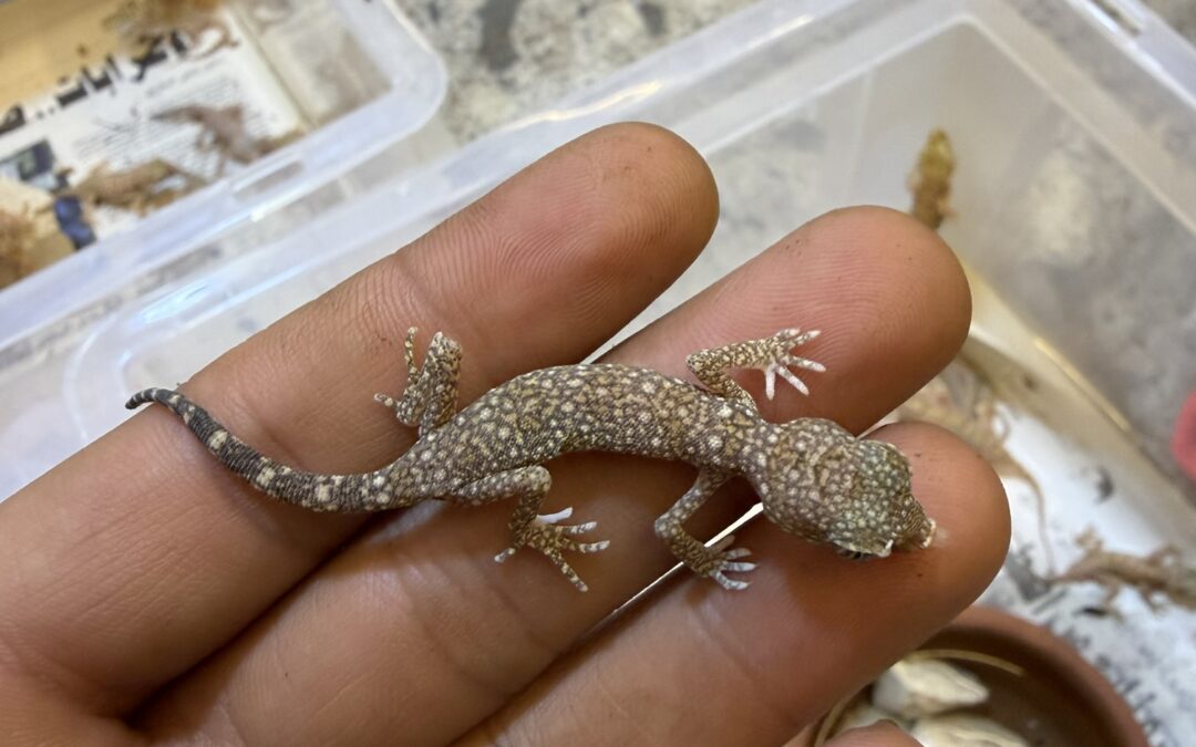 Import Reptiles from Egypt – Professional Reptile Exporter Worldwide